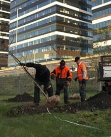 Sadzenie i przesadzanie drzew