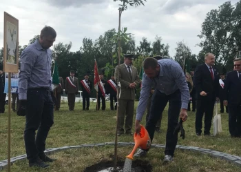 Dęby Niepodległości