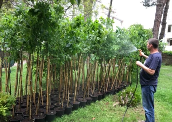 Dęby Niepodległości