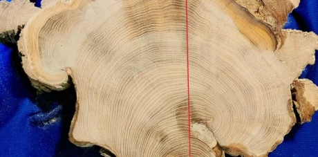 Usługi dendrologiczne