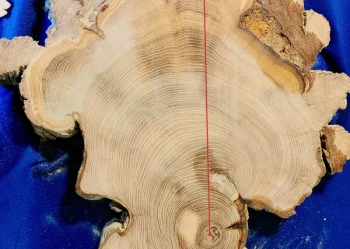 Ekspertyzy dendrologiczne