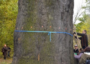 Ekspertyzy dendrologiczne