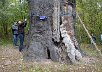 Ekspertyzy dendrologiczne