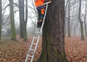 Ekspertyzy dendrologiczne
