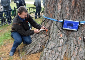 Ekspertyzy dendrologiczne