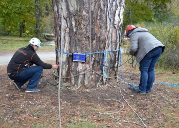 Ekspertyzy dendrologiczne