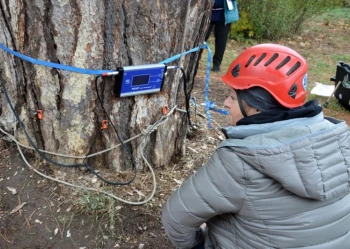 Ekspertyzy dendrologiczne