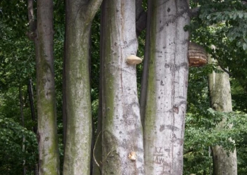 Ekspertyzy dendrologiczne