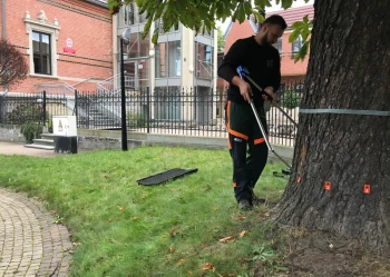 Ekspertyzy dendrologiczne