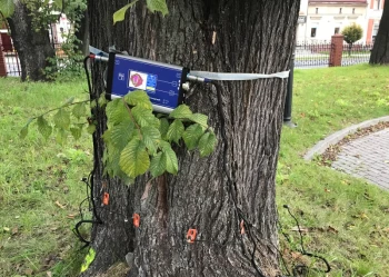 Ekspertyzy dendrologiczne