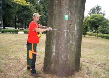 Ekspertyzy dendrologiczne