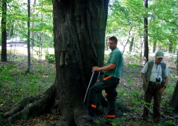 Ekspertyzy dendrologiczne