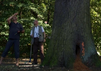 Ekspertyzy dendrologiczne