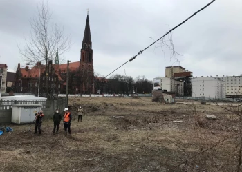 Ekspertyzy dendrologiczne