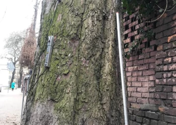 Ekspertyzy dendrologiczne