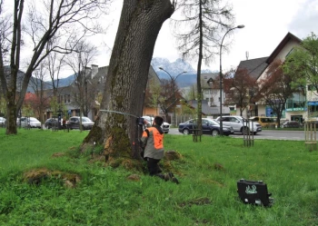 Ekspertyzy dendrologiczne