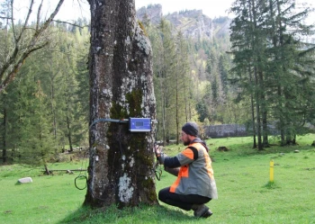 Ekspertyzy dendrologiczne