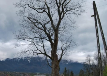 Ekspertyzy dendrologiczne