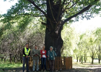 Ekspertyzy dendrologiczne
