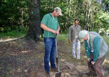 Ekspertyzy dendrologiczne