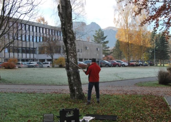 Ekspertyzy dendrologiczne