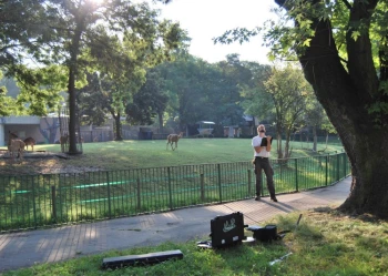 Ekspertyzy dendrologiczne