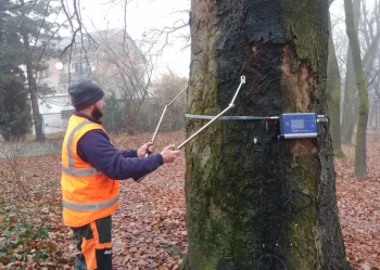 Ekspertyzy dendrologiczne