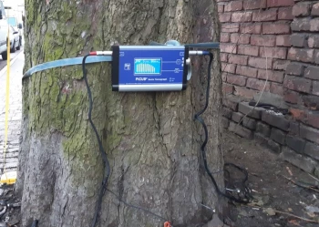 Ekspertyzy dendrologiczne