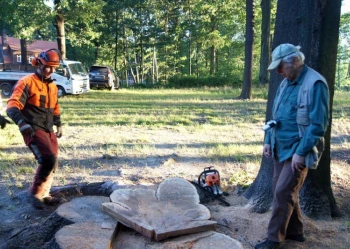 Ekspertyzy dendrologiczne