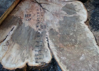 Ekspertyzy dendrologiczne