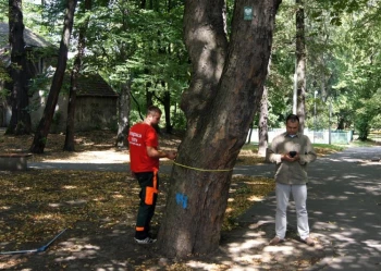 Ekspertyzy dendrologiczne