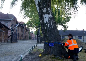 Ekspertyzy dendrologiczne