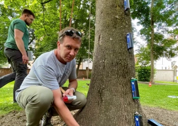 Ekspertyzy dendrologiczne