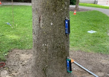 Ekspertyzy dendrologiczne