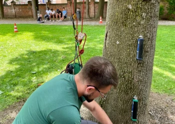 Ekspertyzy dendrologiczne