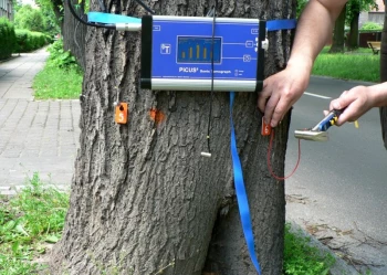 Ekspertyzy dendrologiczne