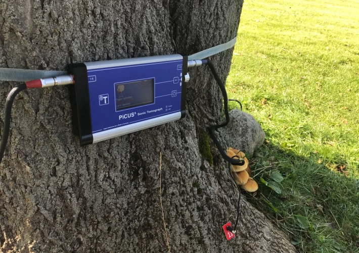 Usługi dendrologiczne