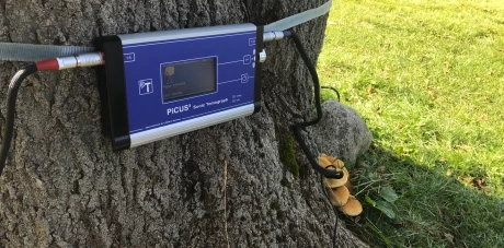 Usługi dendrologiczne