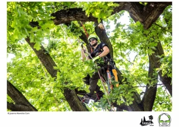 Mistrzostwa Polski we Wspinaczce Drzewnej