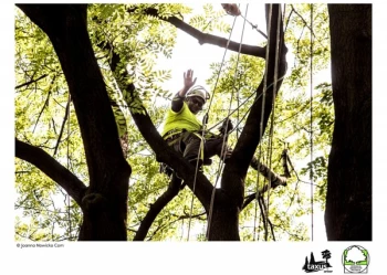 Mistrzostwa Polski we Wspinaczce Drzewnej