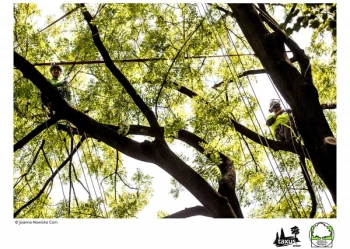 Mistrzostwa Polski we Wspinaczce Drzewnej