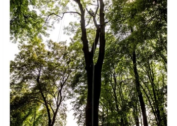 Mistrzostwa Polski we Wspinaczce Drzewnej
