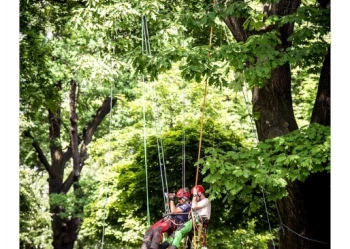 Mistrzostwa Polski we Wspinaczce Drzewnej