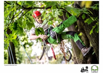 Mistrzostwa Polski we Wspinaczce Drzewnej