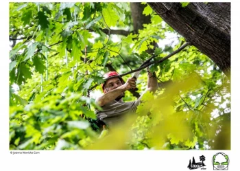 Mistrzostwa Polski we Wspinaczce Drzewnej