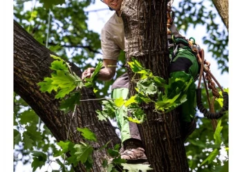 Mistrzostwa Polski we Wspinaczce Drzewnej