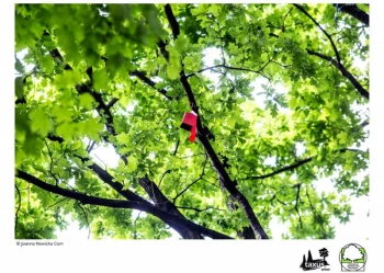 Mistrzostwa Polski we Wspinaczce Drzewnej