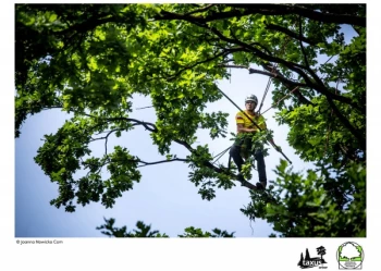 Mistrzostwa Polski we Wspinaczce Drzewnej