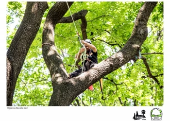 Mistrzostwa Polski we Wspinaczce Drzewnej