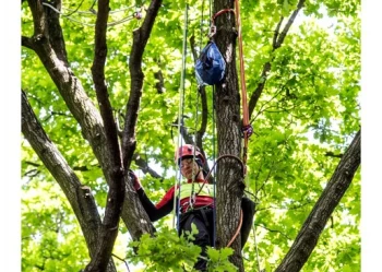 Mistrzostwa Polski we Wspinaczce Drzewnej